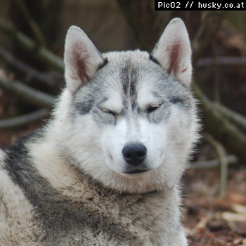 chilko
