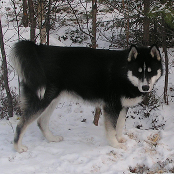 Inuk