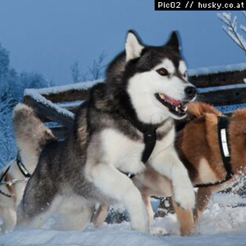 sitka1